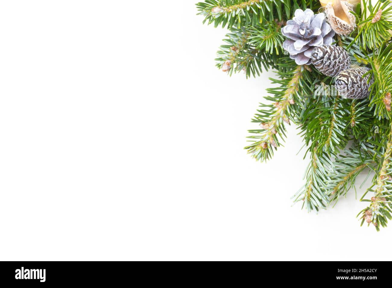 Christmas decoration with Sequoia cones on Balsam tree branches on white background with copy-space Stock Photo