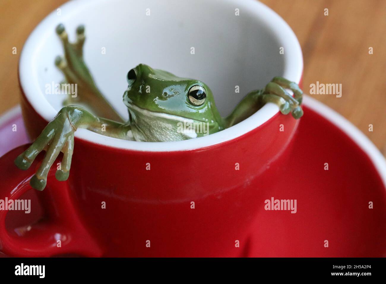 A beautiful big Australian green tree frog relaxing in a bright red tulip style coffee or tea cup and saucer. Creative quirky and unusual animal Stock Photo