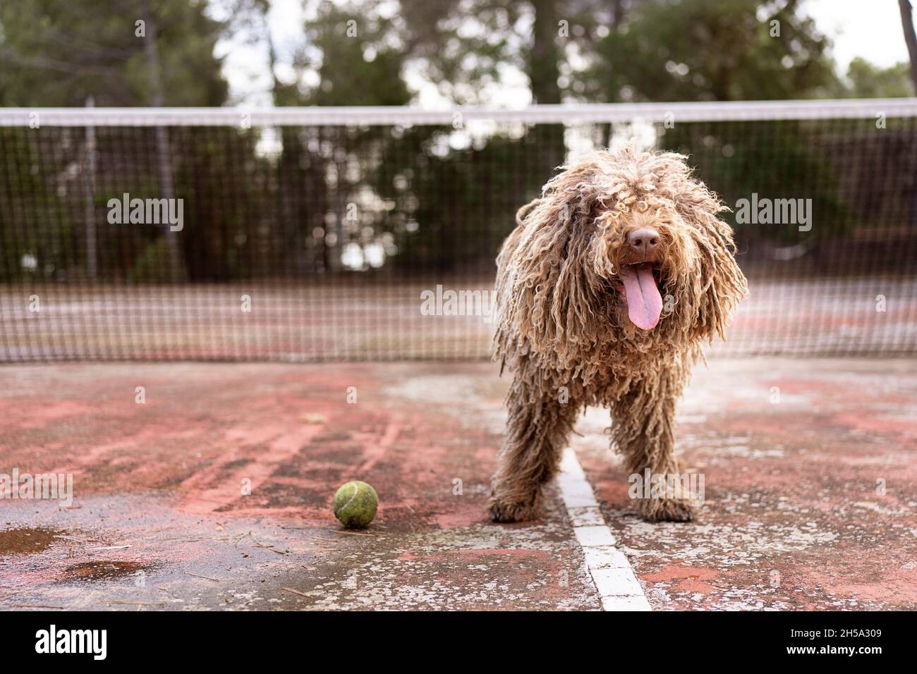 Healthy happy dog of Komondor breed, Puli, Bergamasco, playing with a tennis ball. Rasta dog, grooming Stock Photo