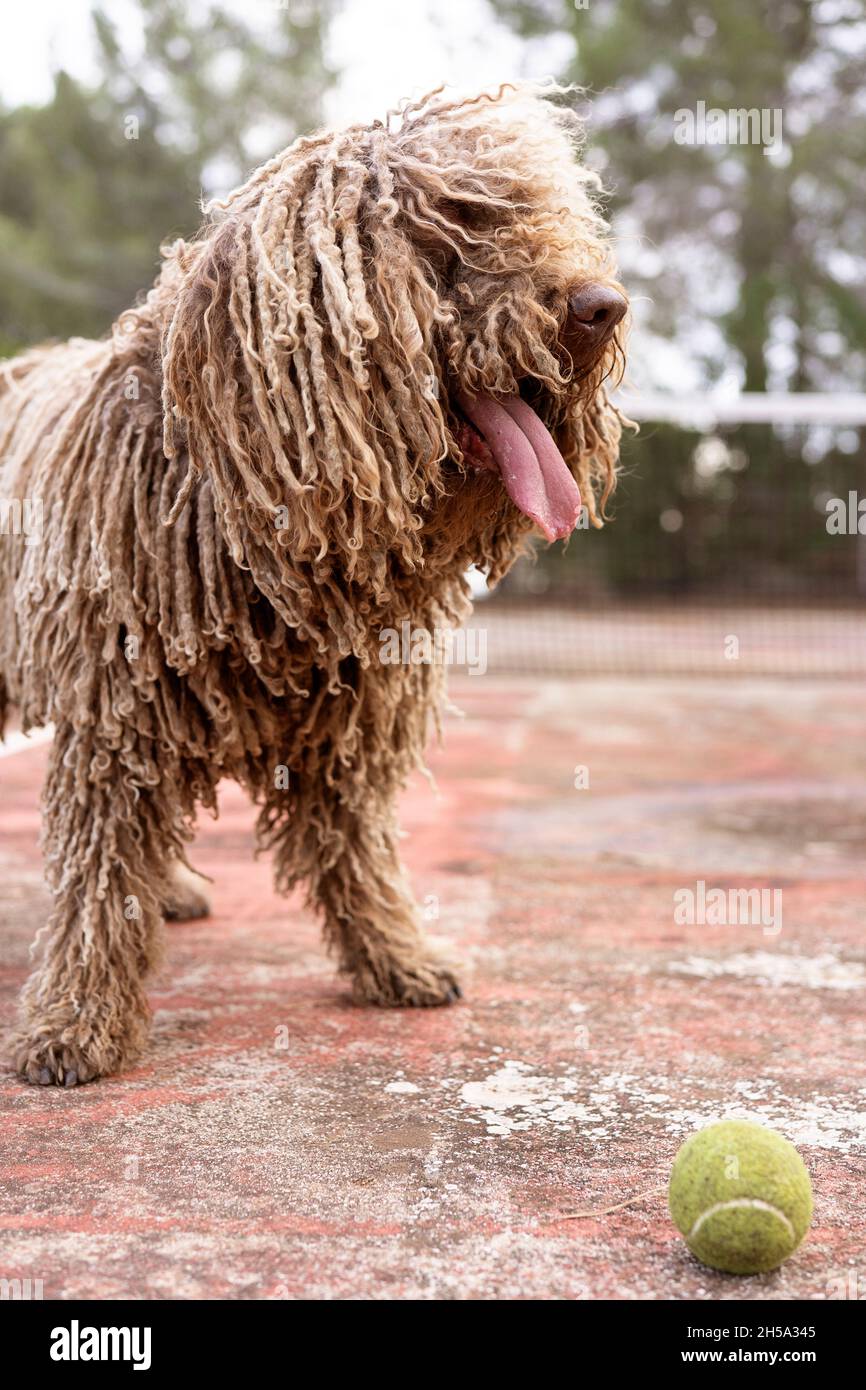 Healthy happy dog of Komondor breed, Puli, Bergamasco, playing with a tennis ball. Rasta dog, grooming Stock Photo