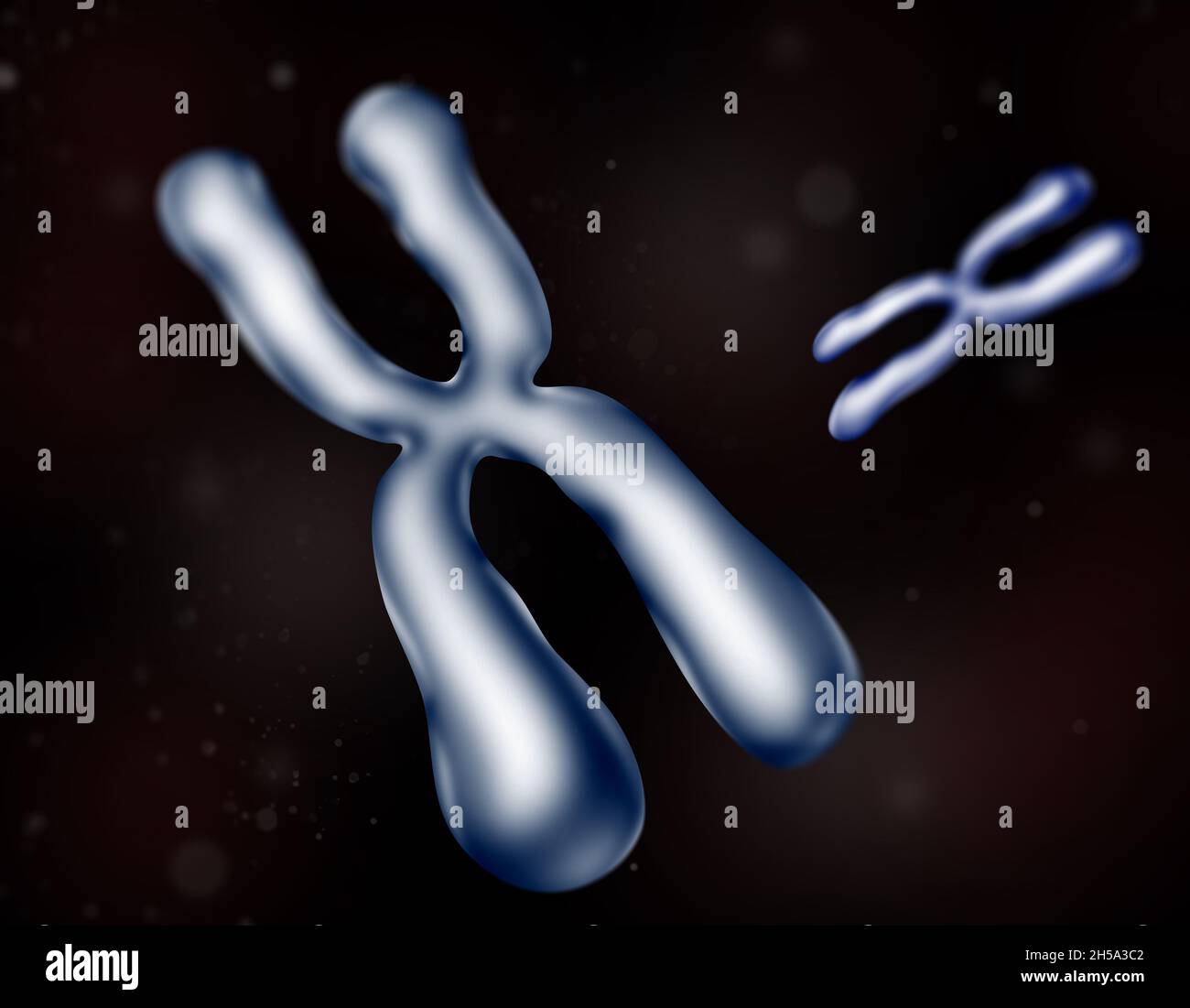 Chromosome , a long DNA molecule with part or all of the genetic material of an organism. Two Chromosomes 3d color Blue isolated. Stock Photo