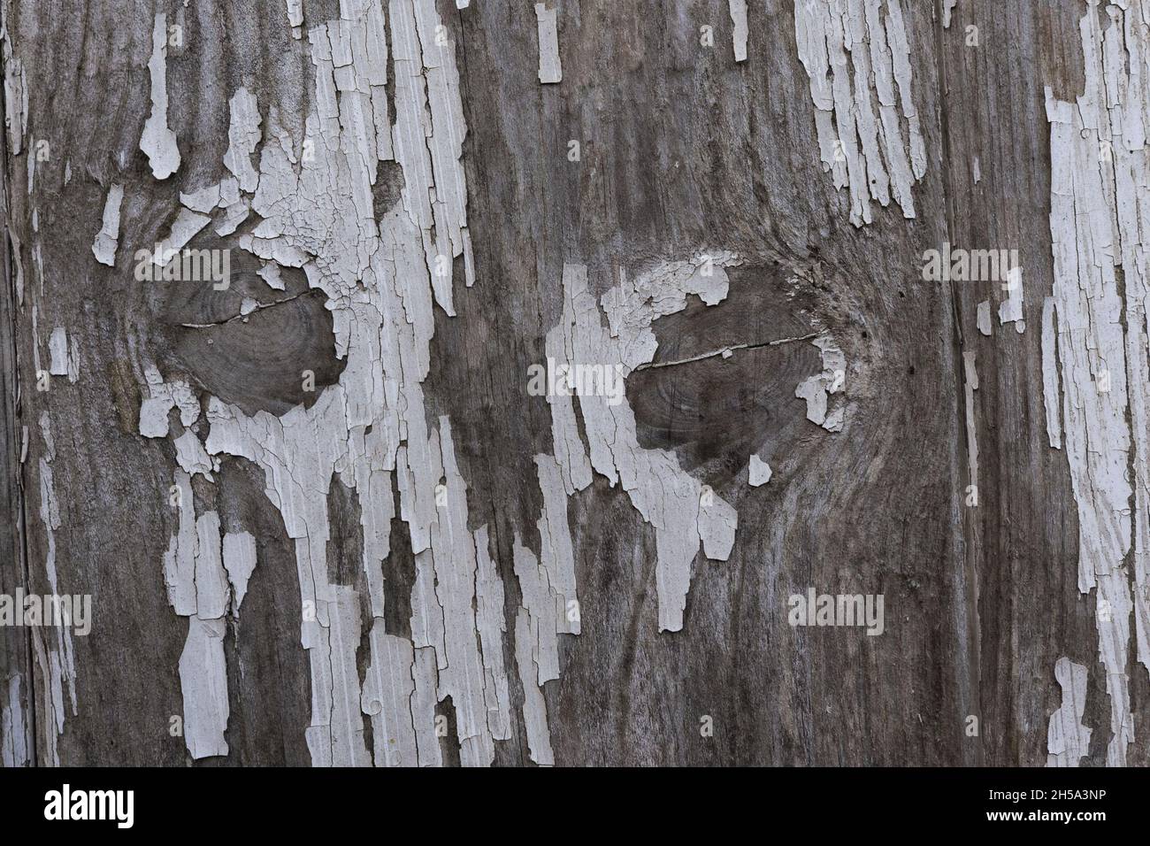 close up of peeling white paint creating patterns on the door of an old