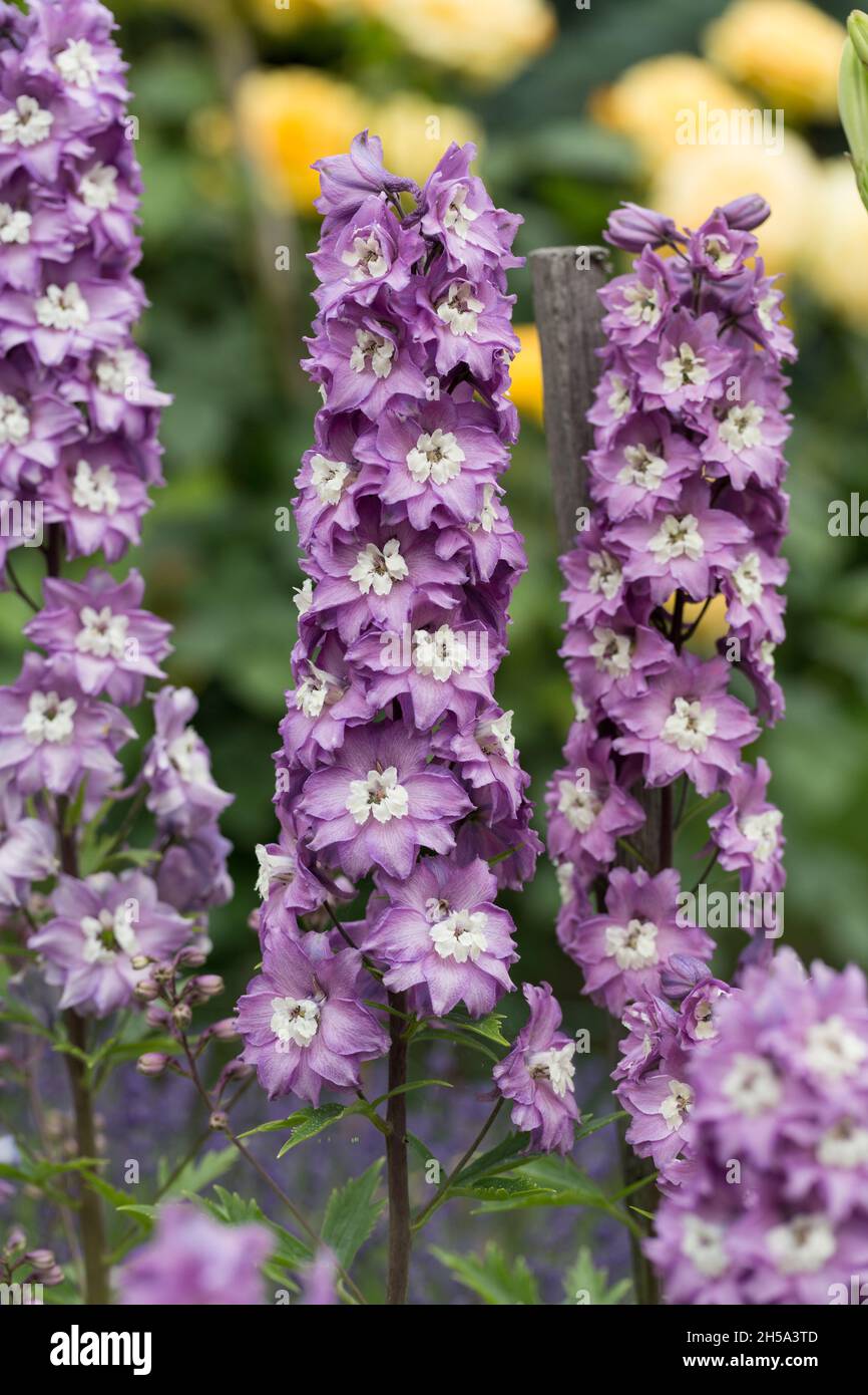 Purple Delphinium Flower in Garden Stock Photo Alamy