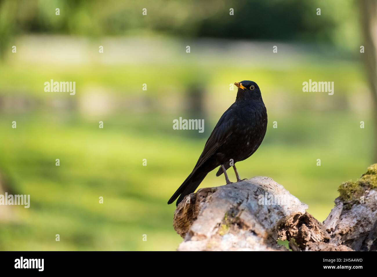 European blackbird in the park standing on a tree Stock Photo