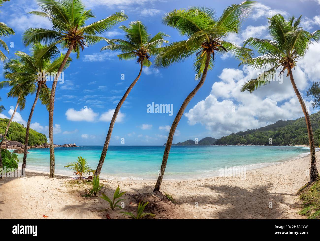 Tropical beach palm trees hi-res stock photography and images - Alamy