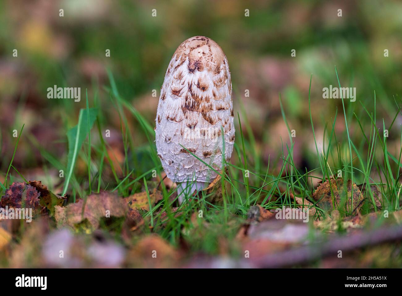 Shaggy Inkcap or Lawyers Wig mushroom. Early stage. Stock Photo