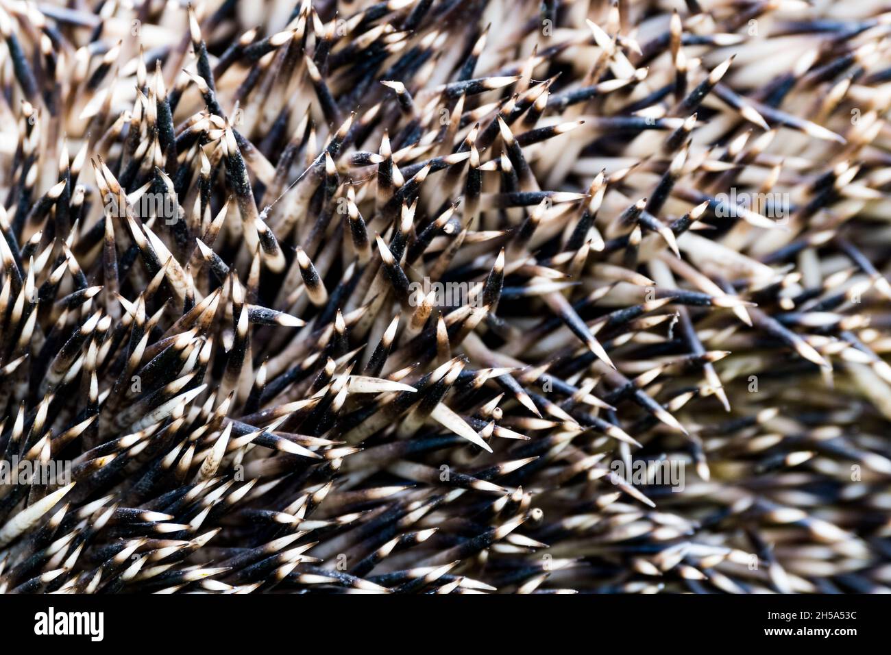 macro shot of hedgehog needles - texture Stock Photo