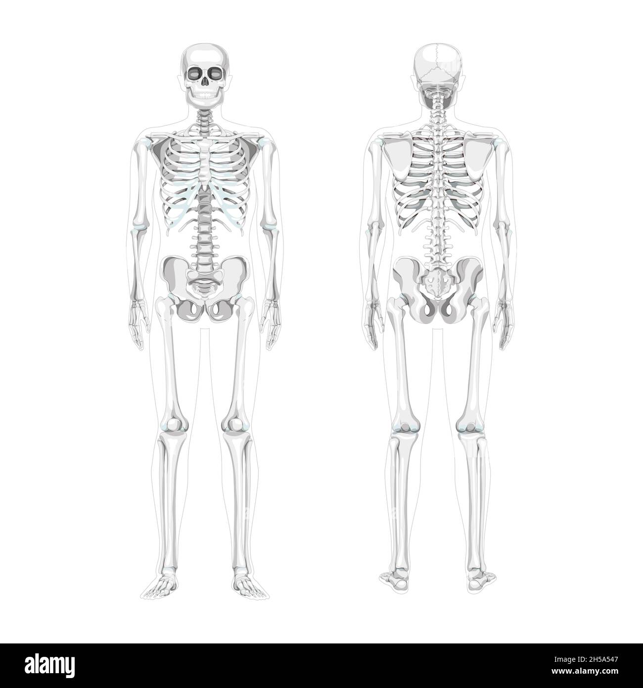 Set of Skeleton Humans realistic diagram front back view. Flat greyscale colour Vector illustration of Anterior posterior side anatomy isolated concept medical banner, skull spine ribs pelvis joints Stock Vector