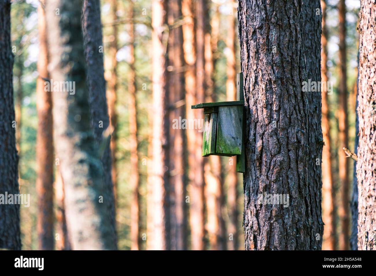 wooden birdhouse on a tree in the woods Stock Photo