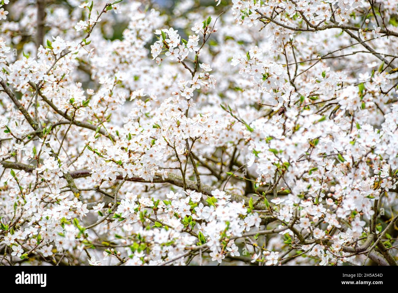 many little white flowers on blooming apple tree Stock Photo