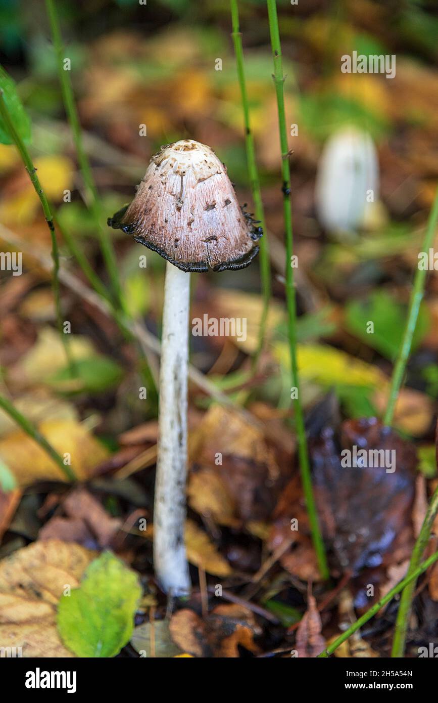 Shaggy Inkcap or Lawyers Wig mushroom. Later stage. Stock Photo