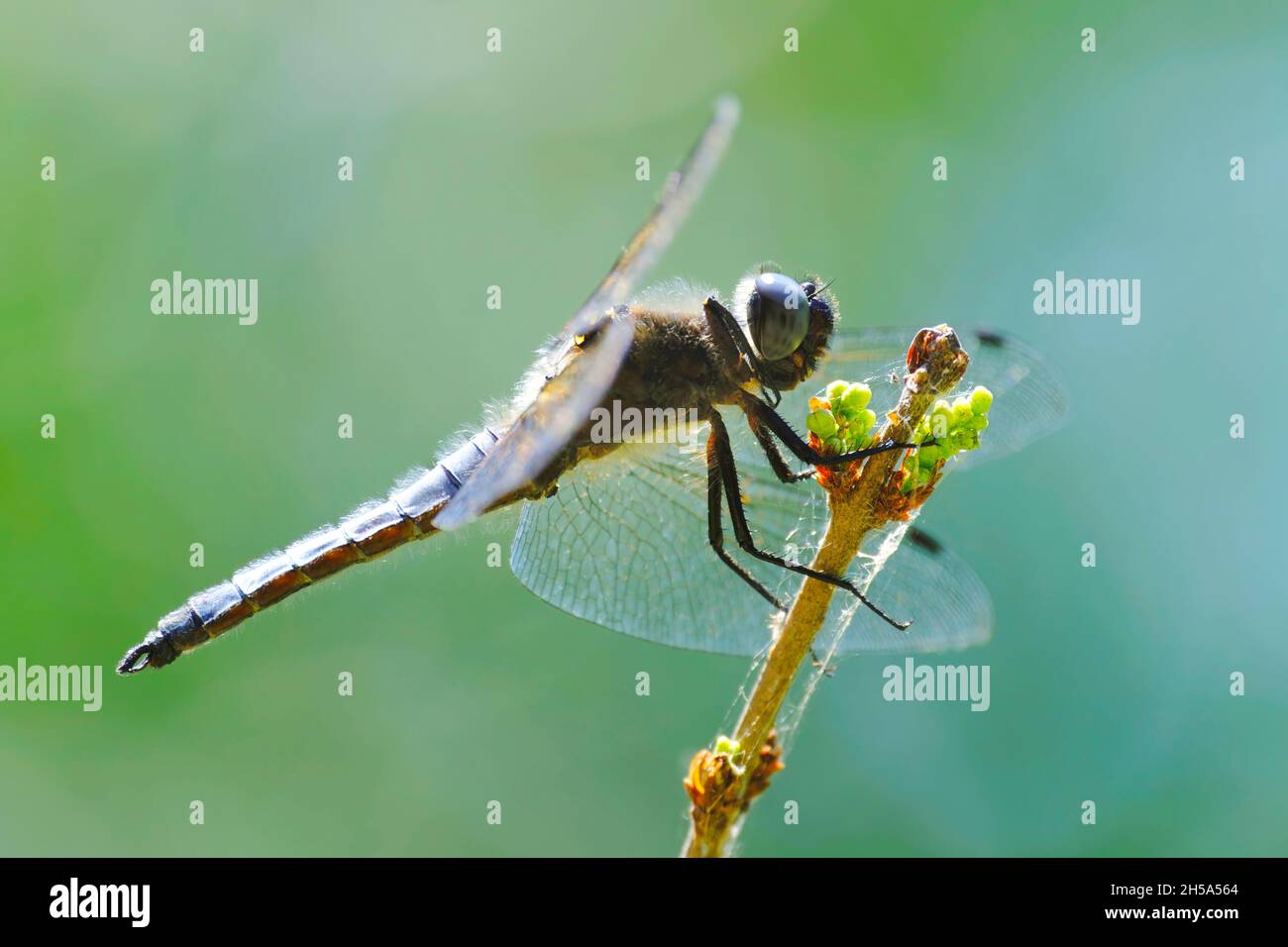 dragonfly sitting on a plant, green background Stock Photo
