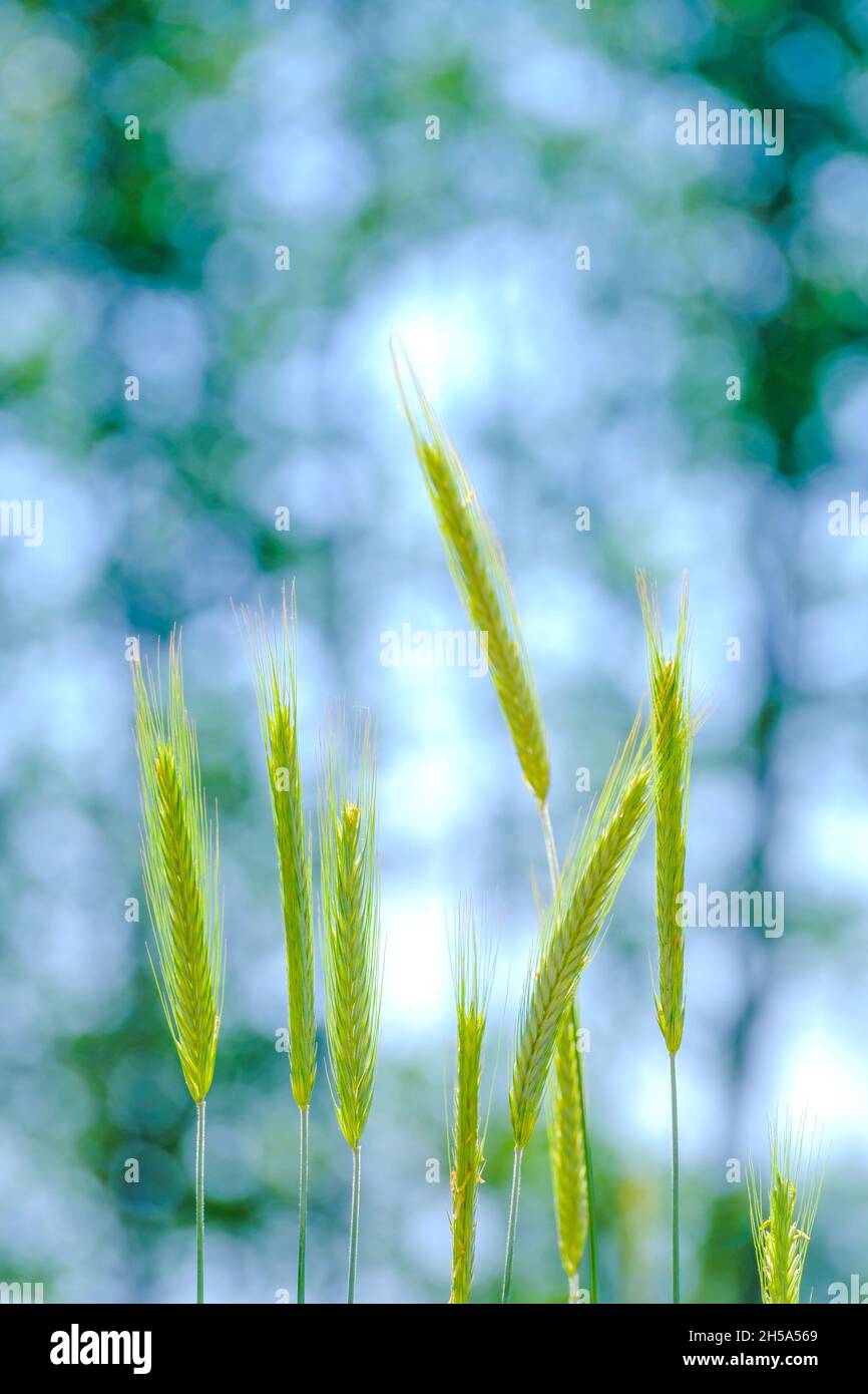 fresh green ears of barley on green background Stock Photo