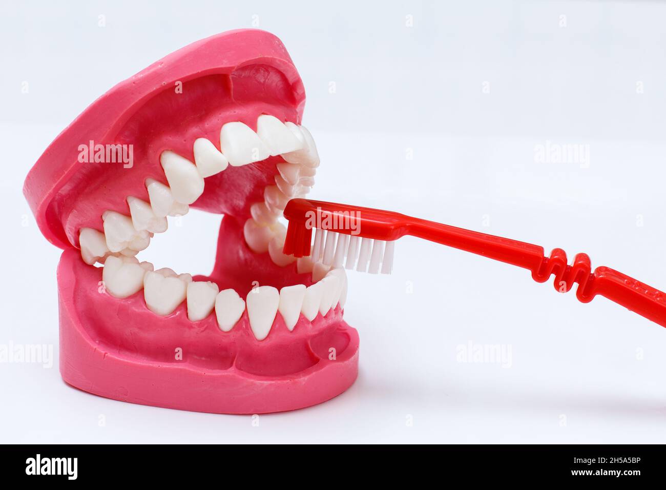 Close-up view of a human jaw layout and a toothbrush on the white ...