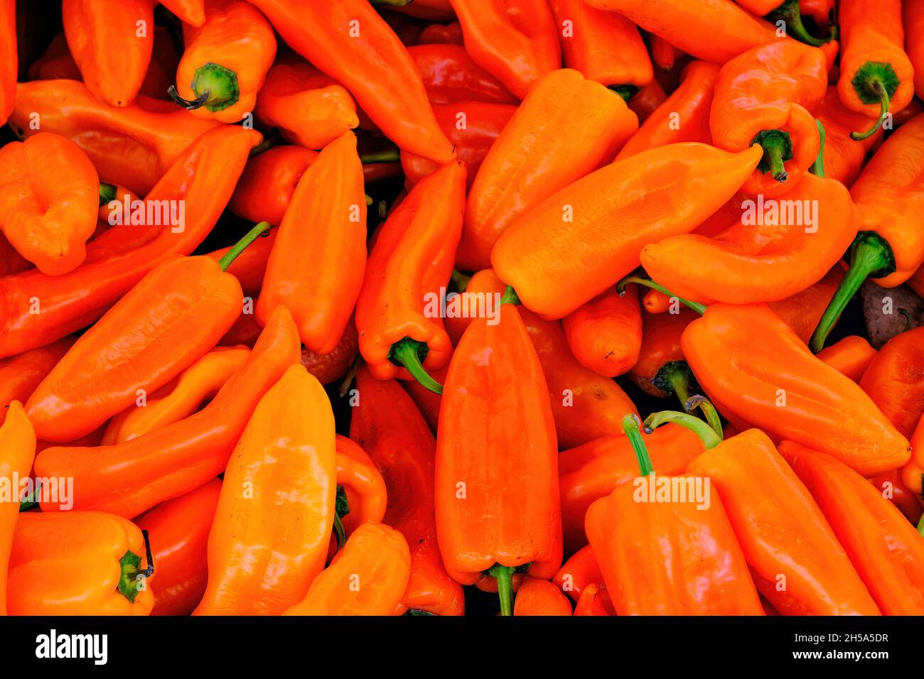 many sweet and spicy orange peppers on the market Stock Photo