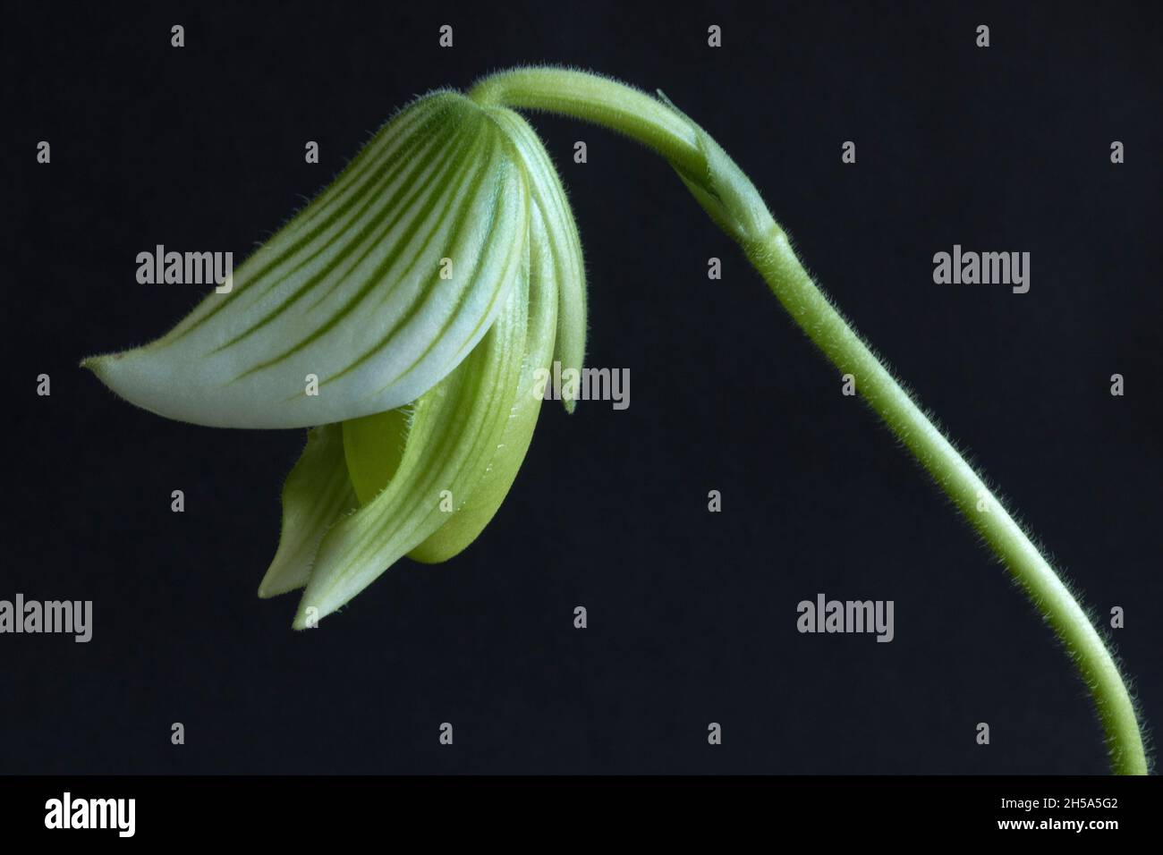 The flower bud of the Venus or Lady Slipper Orchid develops. Third of a series of photos as it opens. This orchid is a tropical exotic Stock Photo