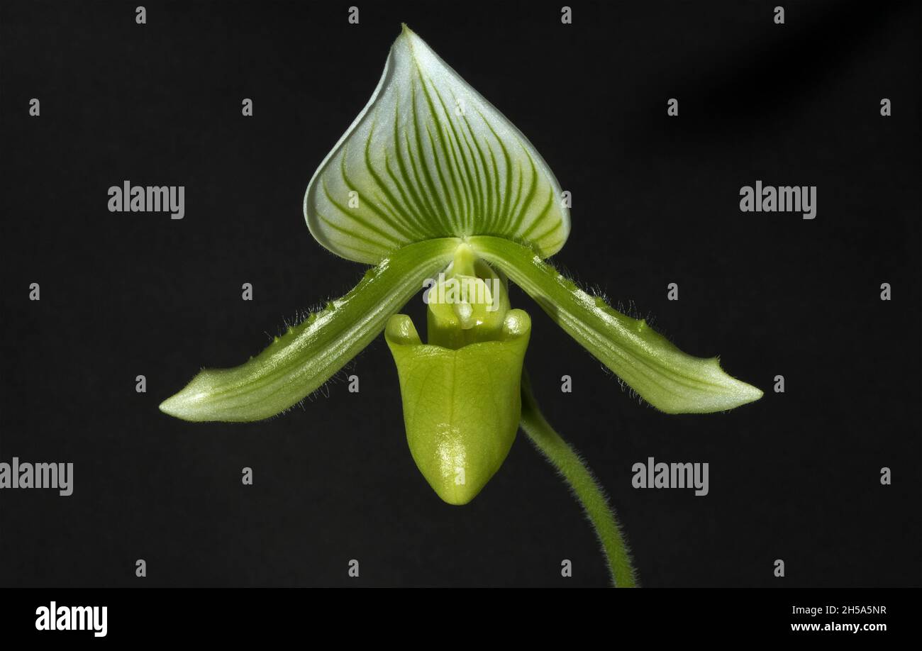 The flower bud of the Venus or Lady Slipper Orchid develops. Sixth of a series of photos as it opens. This orchid is a tropical exotic Stock Photo