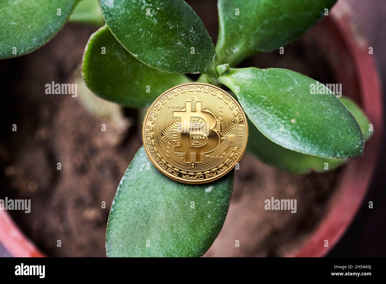 Investing money in cryptocurrency. Green home plant in pot and Bitcoin,  Ethereum and Dogecoins. Symbol of crypto currency price growth. Crypto boom  in Stock Photo - Alamy