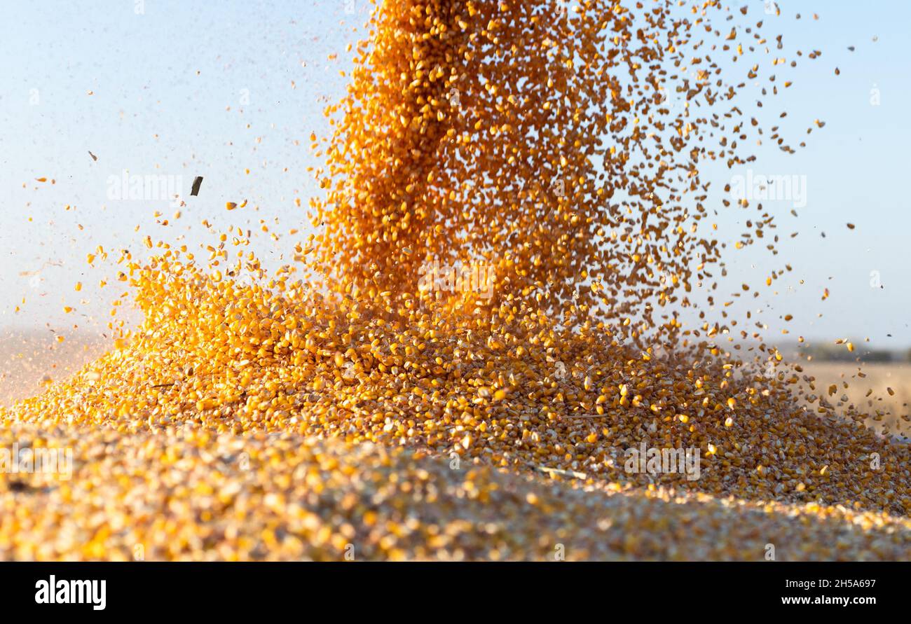 Grain auger of combine pouring corn into tractor trailer Stock Photo