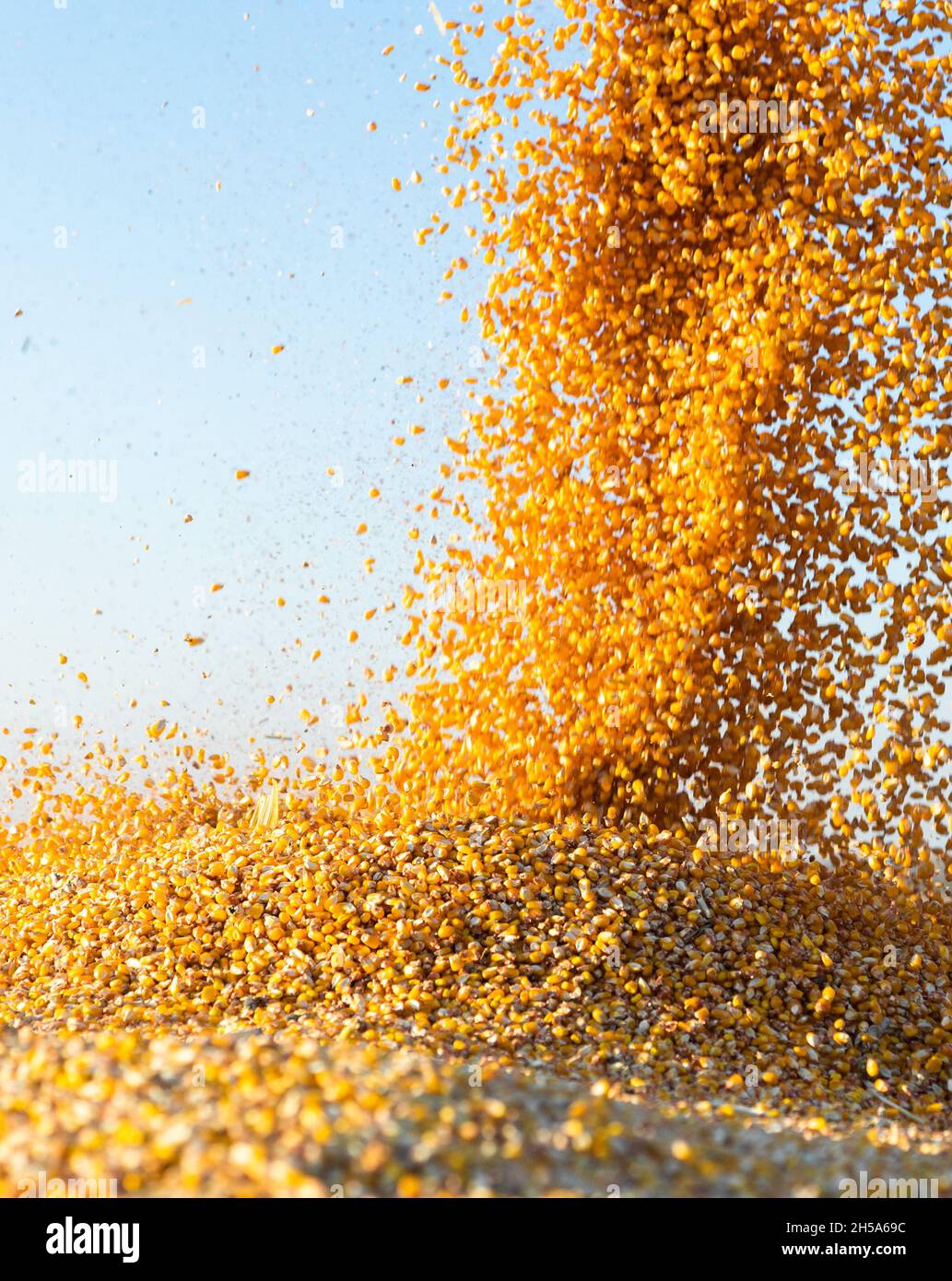 Grain auger of combine pouring corn into tractor trailer Stock Photo