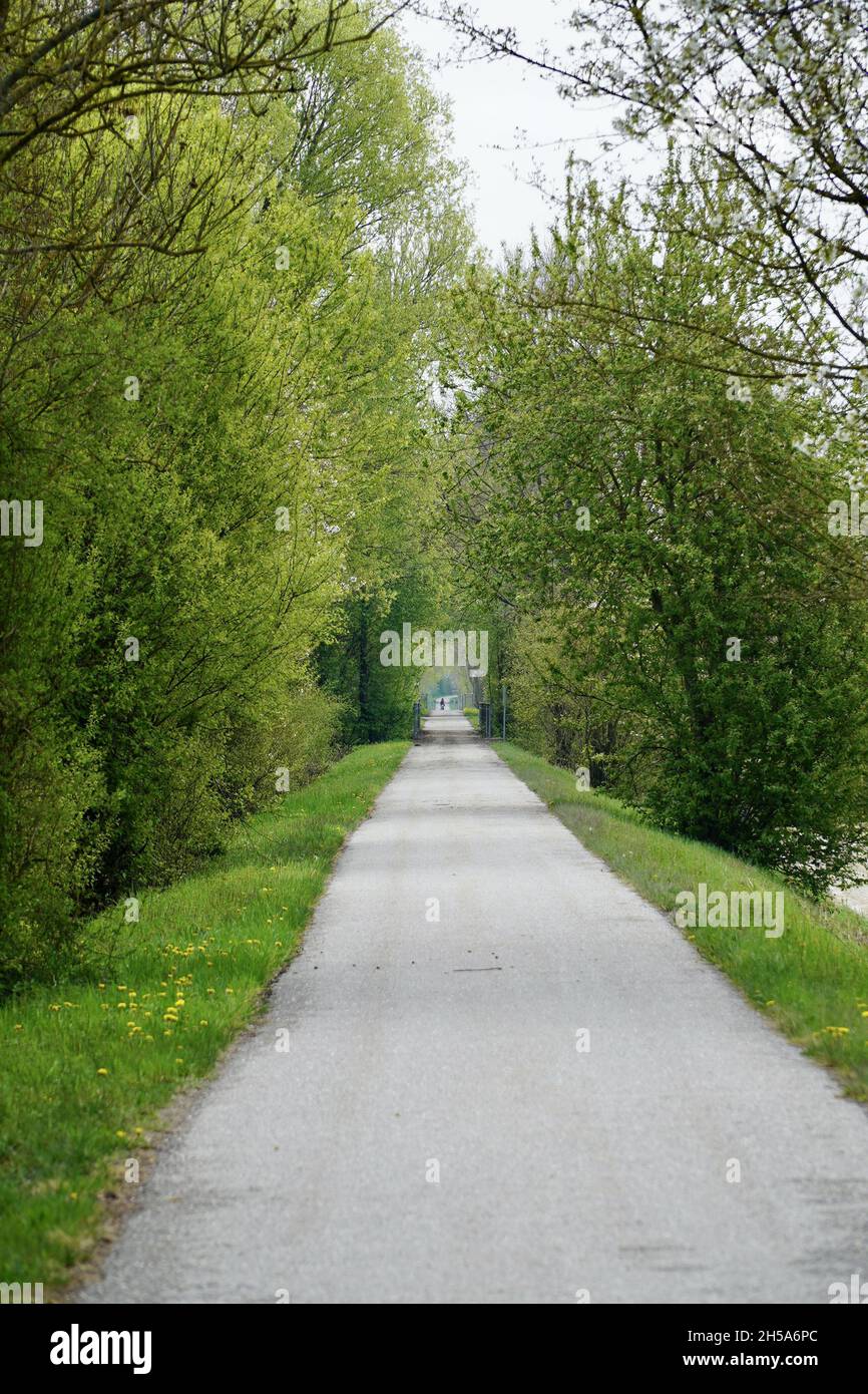 Asphalt walkway lined with green trees Stock Photo - Alamy