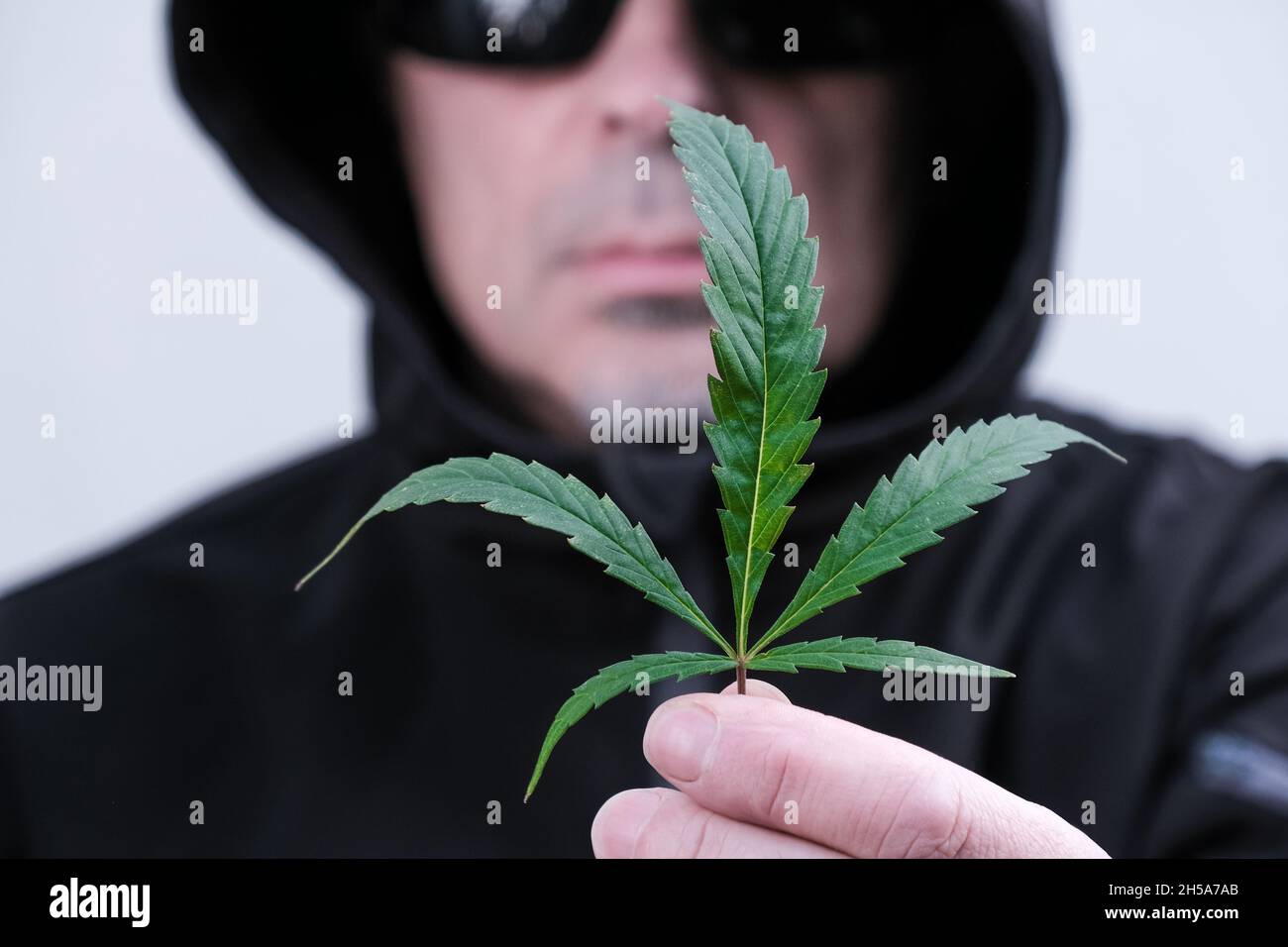 Cannabis leaf in male hands. Hemp leaf on the background of blurred face of man. The topic of problems related to crime and violation of the law. Stock Photo