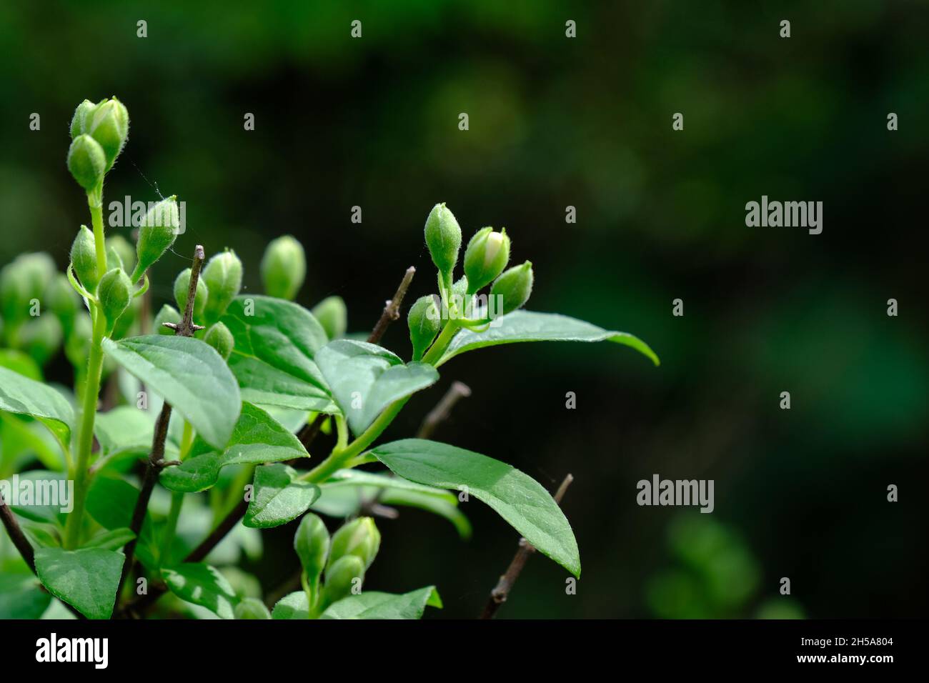 Unopened jasmine flower buds and young green leaves in spring day Stock