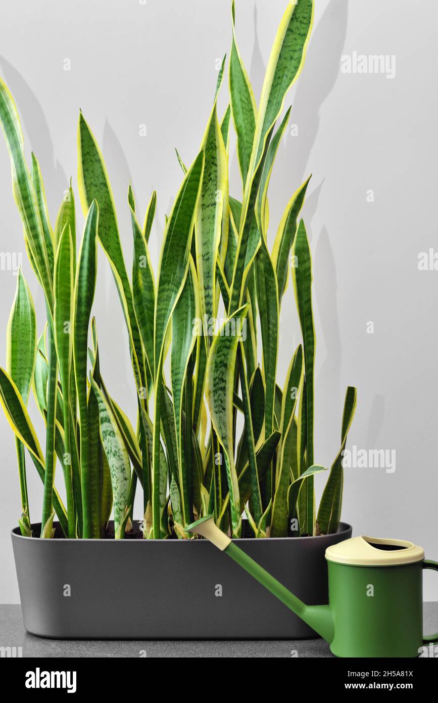 Evergreen indoor ornamental plant and watering can. Watering, grow and care  a houseplant. Indoor plant for room and house decoration Stock Photo - Alamy