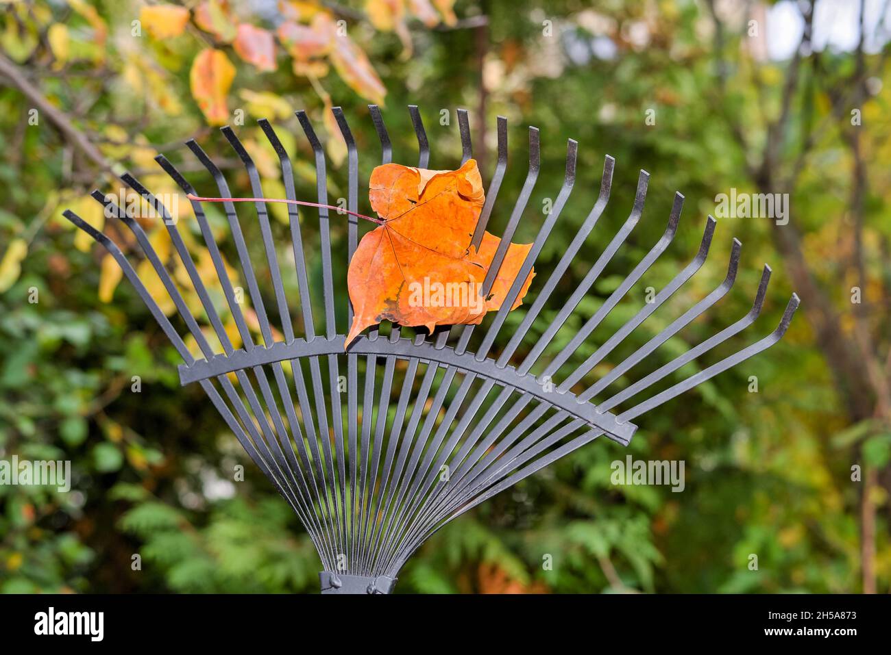 Autumn maple leaf on a rake during garden cleaning Stock Photo Alamy