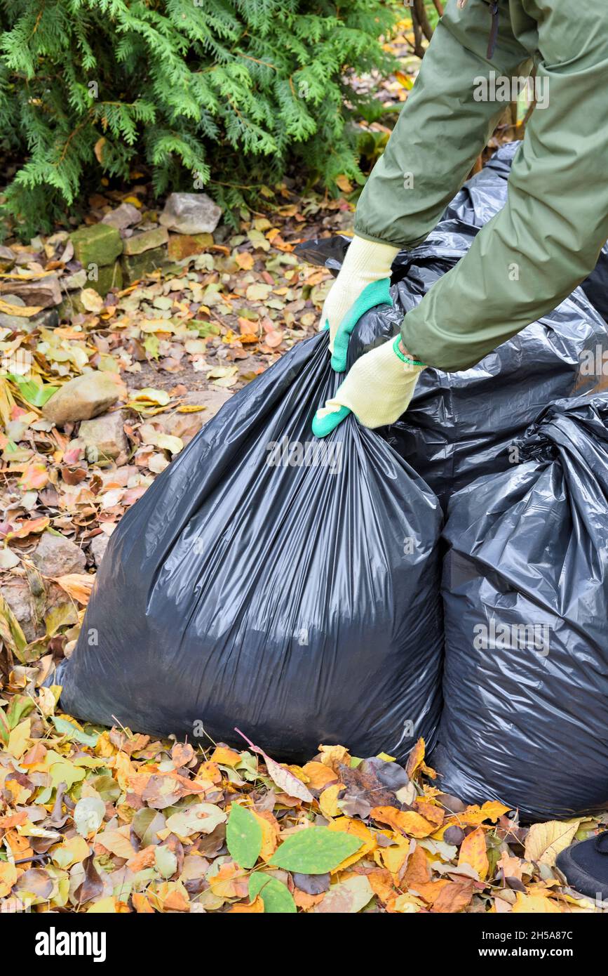 Black plastic bag with gardening waste and gloves in UK garden Stock Photo  - Alamy