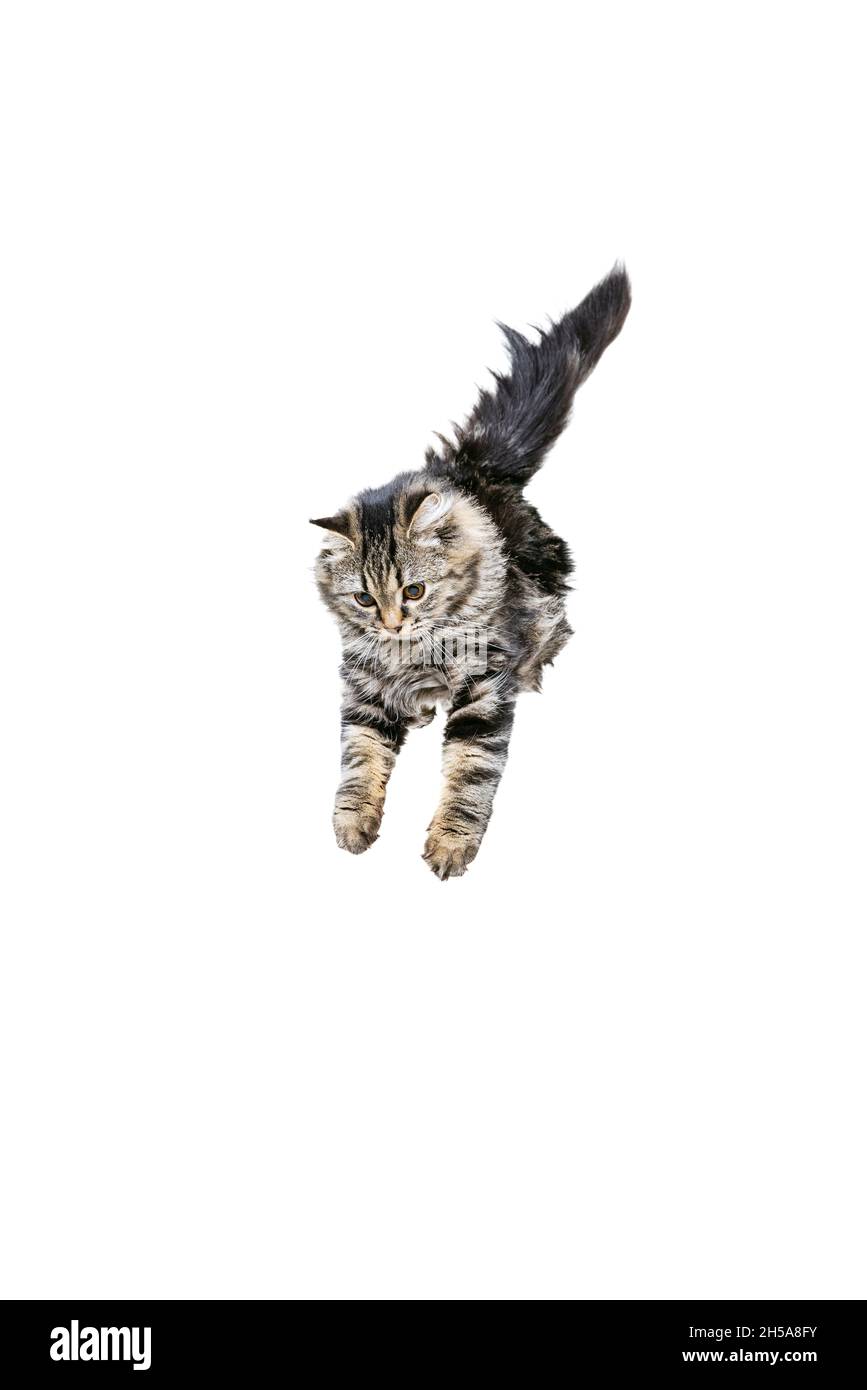 Portrait of beautiful playful Siberian Cat jumping, flying isolated on white studio background. Animal life concept Stock Photo