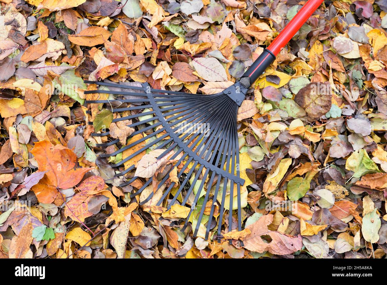 Gardening leaf rake on the background of collected autumn leaves in the garden Stock Photo