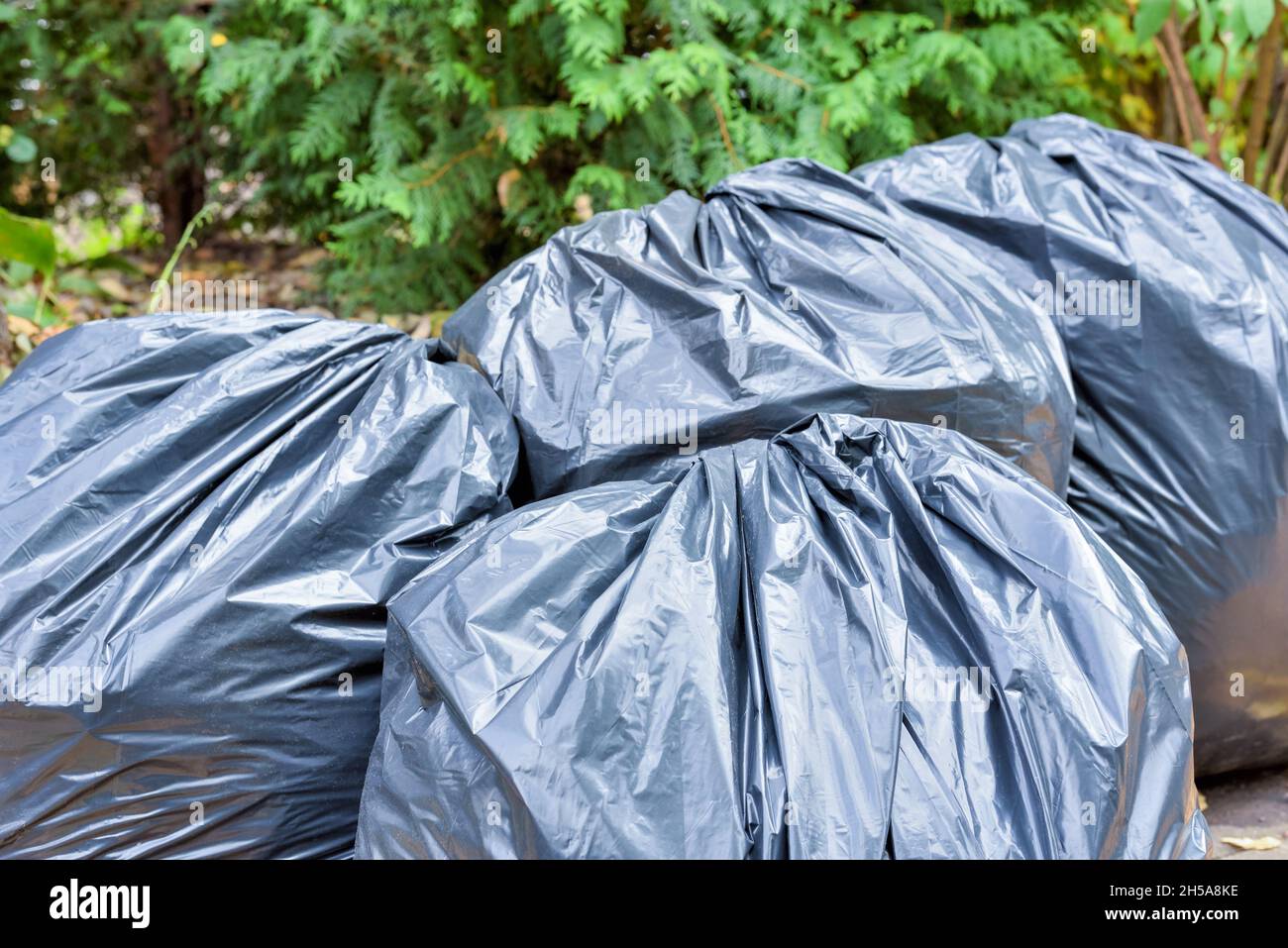 https://c8.alamy.com/comp/2H5A8KE/black-plastic-garbage-bags-after-cleaning-the-garden-seasonal-garbage-collection-and-cleaning-in-the-yard-2H5A8KE.jpg