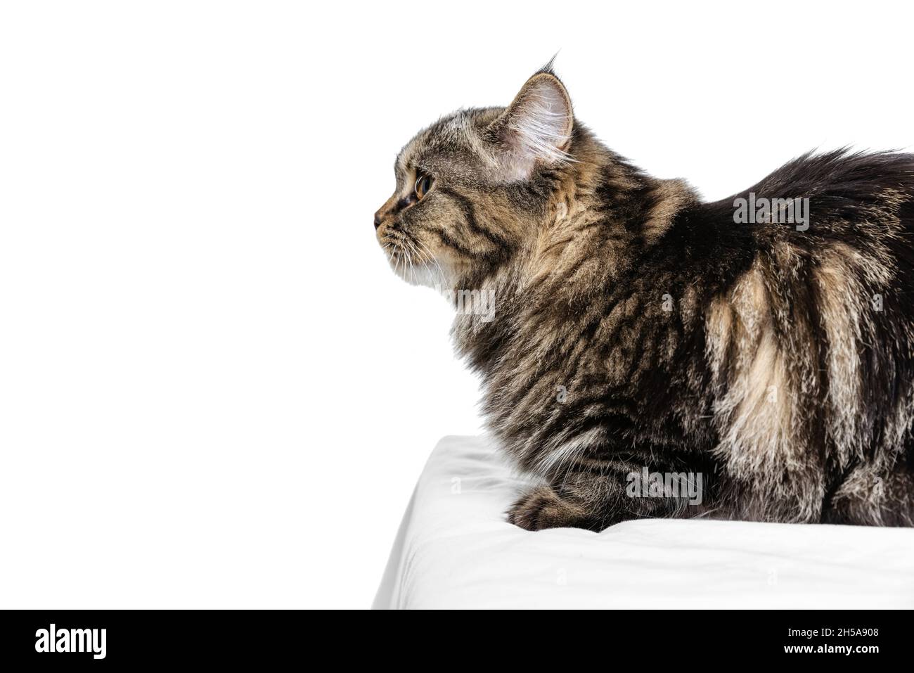 Side view. Close-up of beautiful Siberian Cat posing isolated on white studio background. Animal life concept Stock Photo