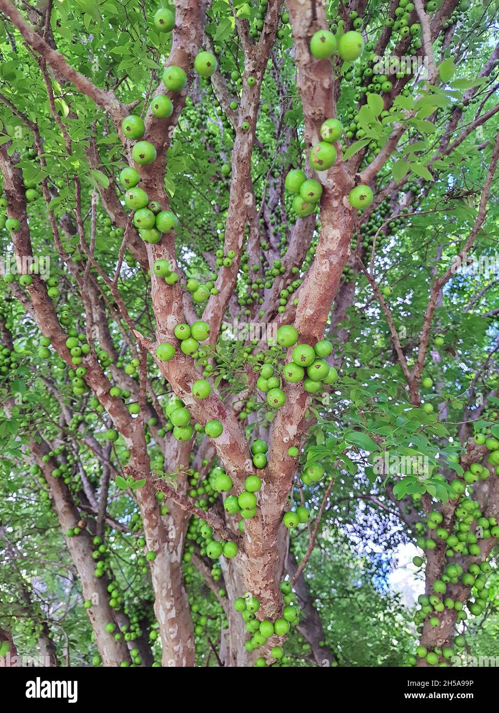 Jabuticaba in a tree, is a Brazilian fruit tree of the Myrtaceae family, native to the Atlantic Forest. Stock Photo