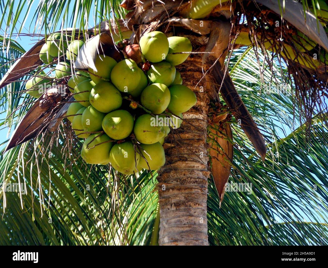 Coconut tree with many coconuts, (Cocos nucifera), is a member of the