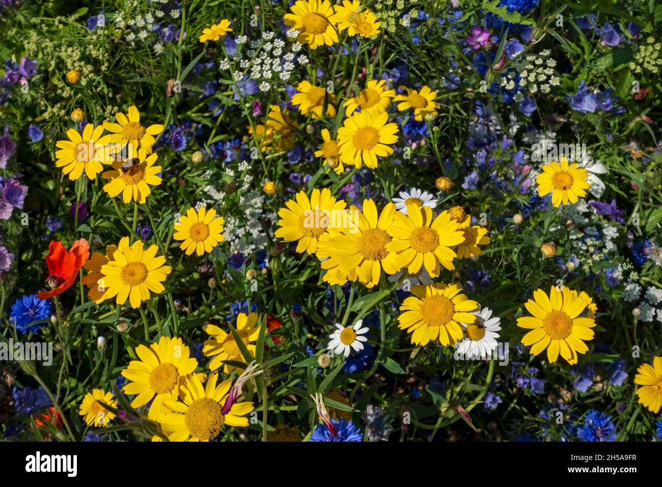 Close up of yellow corn marigolds and mixed wildflowers wild flowers