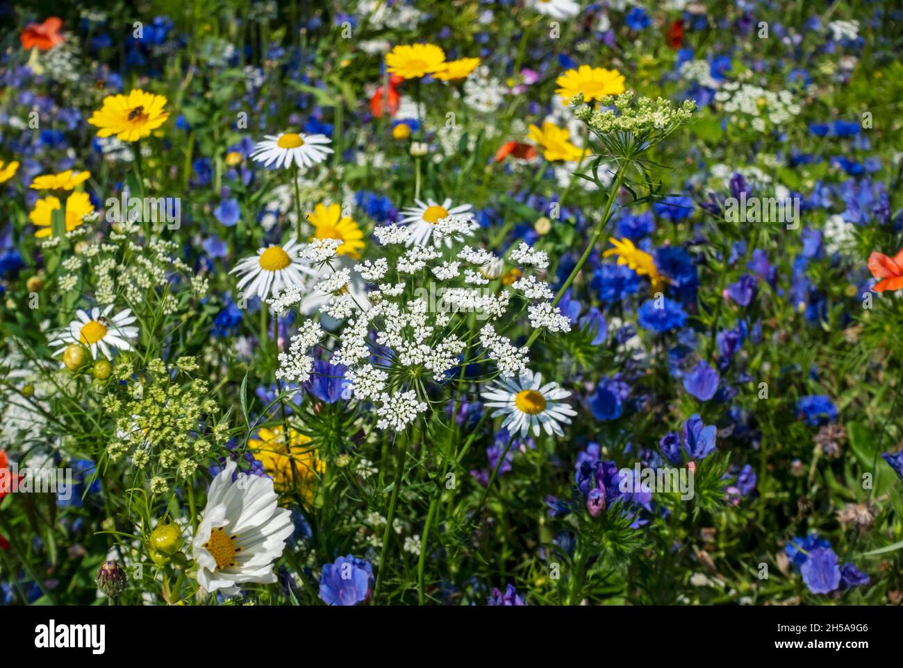 Close up of blue yellow and white wildflowers wild flowers in a bee
