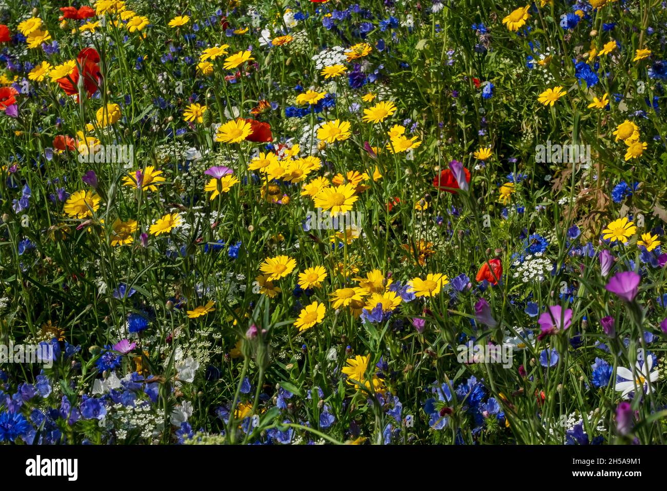 Yellow corn marigolds and mixed wildflowers wild flowers in a meadow countryside bee friendly garden border in summer England UK Britain Stock Photo