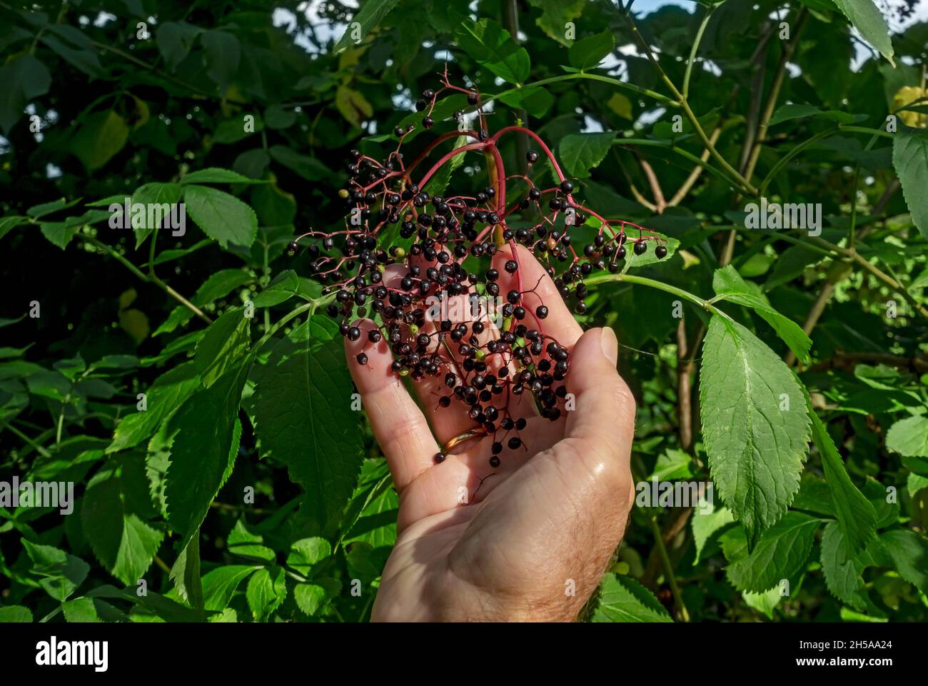 Close up of man picking and collecting elderberries berries (Sambucus niger) growing in a hedgerow in autumn England UK United Kingdom Great Britain Stock Photo