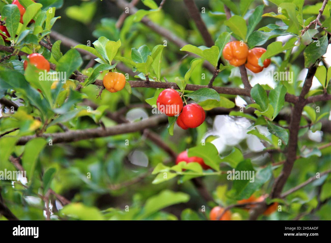Ripe berries of Surinamese cherry or pitanga on the tree. Eugenia uniflora L, from the Myrtaceae family. Names: pitanga, red, pure, white, rosea. Stock Photo