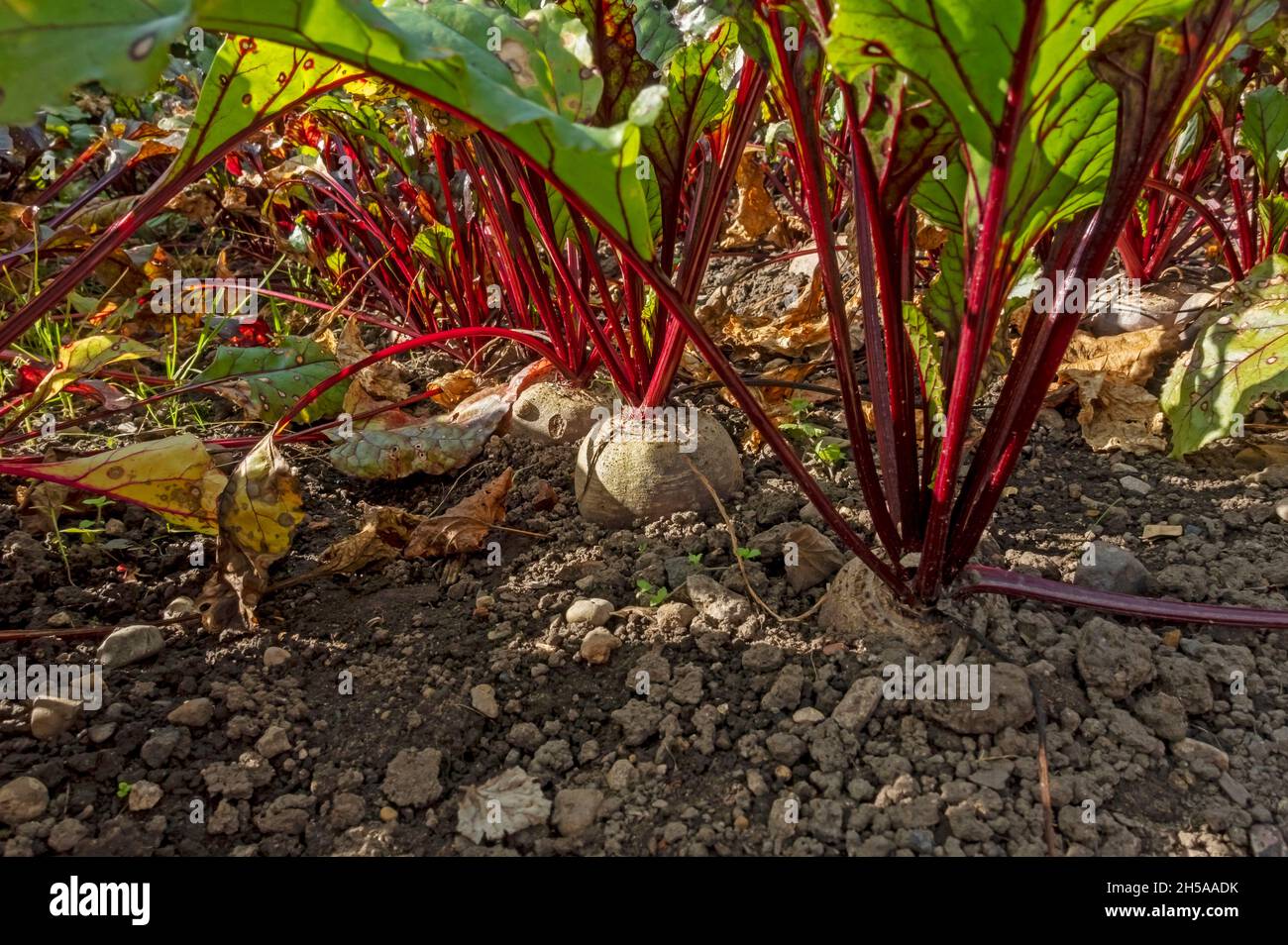 Close up of rows of beetroot plants growing in a vegetable garden  in summer England UK United Kingdom GB Great Britain Stock Photo