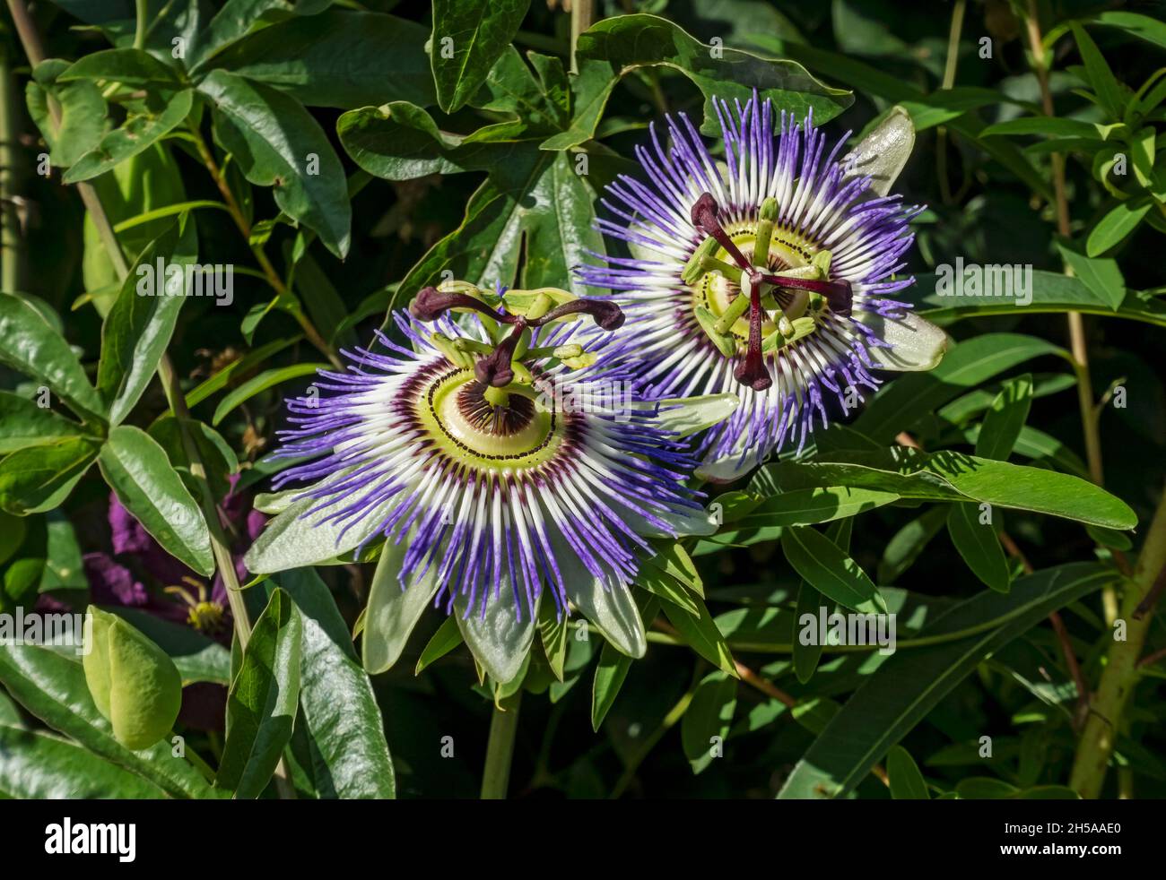 Close up of blue passion flower flowers (Passiflora caerulea) climbing plant in summer England UK United Kingdom GB Great Britain Stock Photo