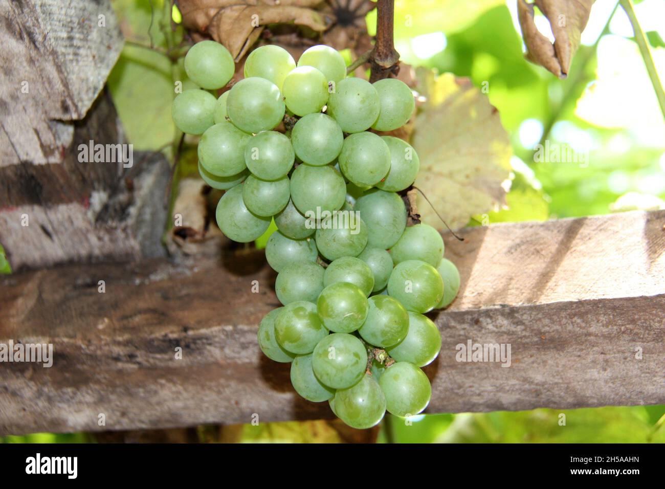 Bunch of ripe green grapes on a vine, plant of the Vitaceae family. Stock Photo