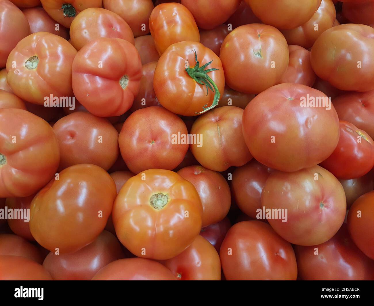 Fresh ripe tomatoes as background, top view. (Solanum lycopersicum, Solanaceae). Stock Photo