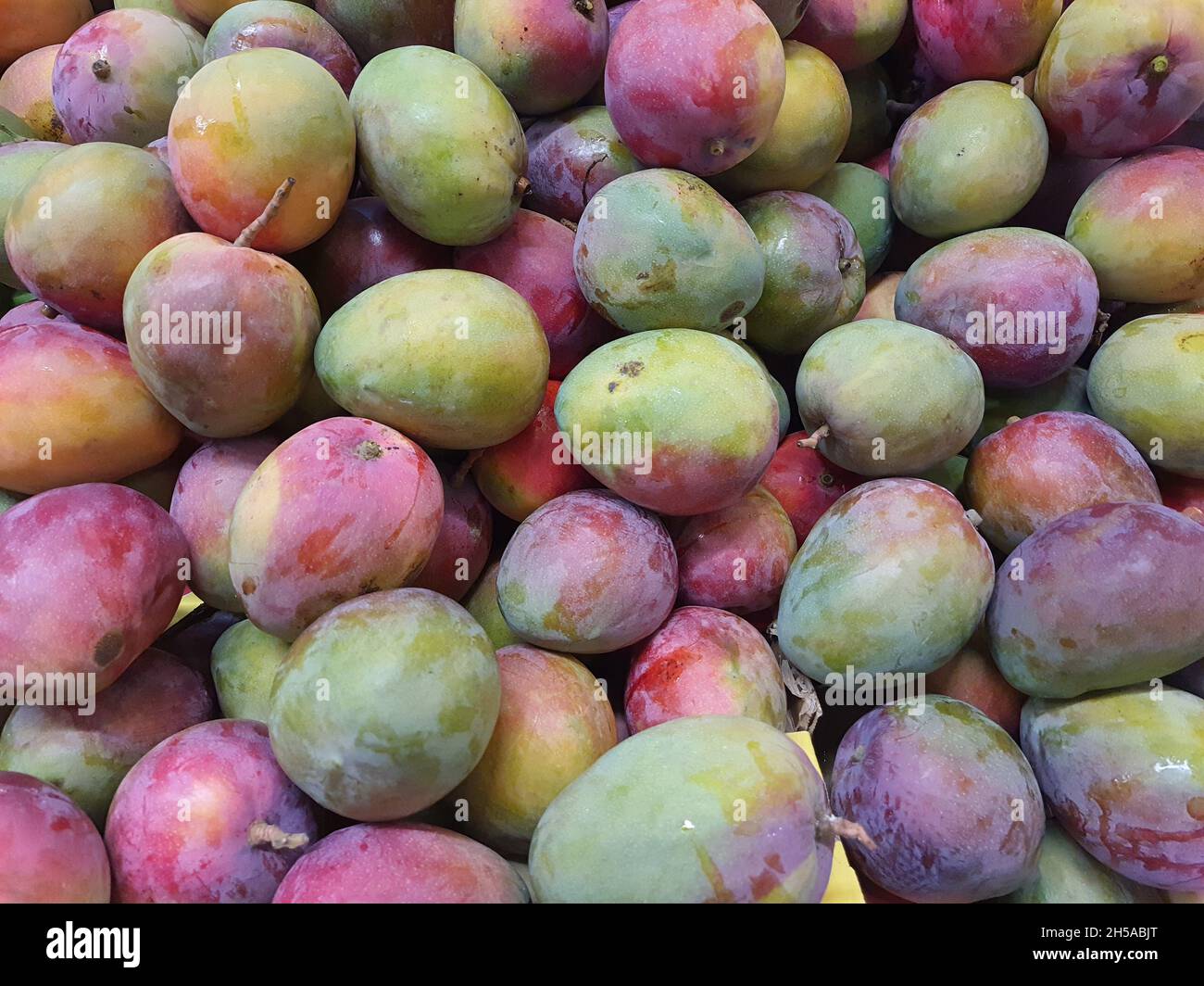 Mango Tommy Atkins, in a market, full screen. Stock Photo