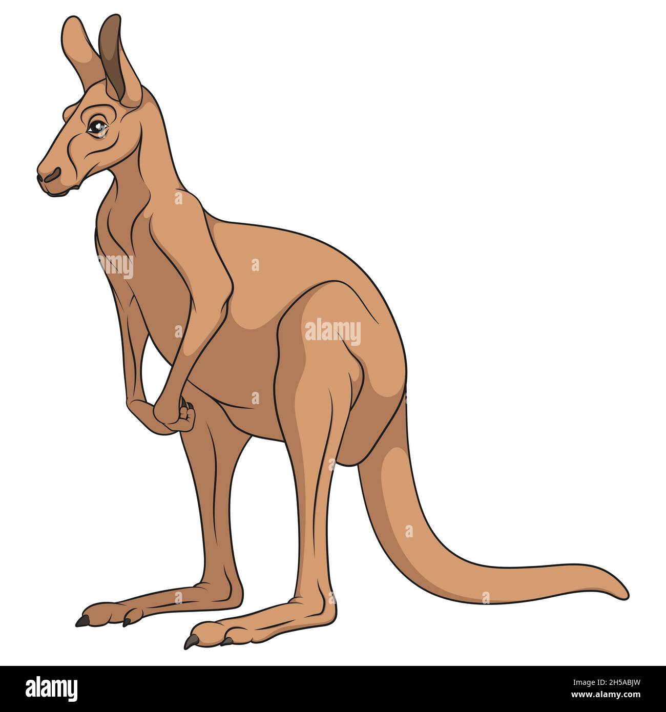 Color illustration of a red kangaroo. Isolated vector object on white background. Stock Vector