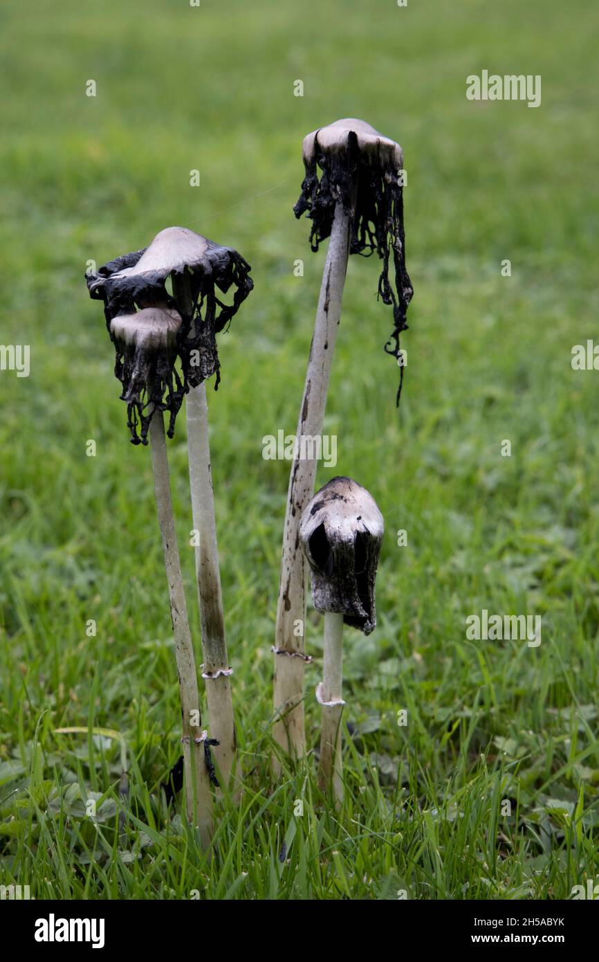 Shaggy Inkcap mushrooms (Coprinus comatus) also known as Lawyers wig, or Judges Wig are edible but have a very short shelf life. They turn black Stock Photo