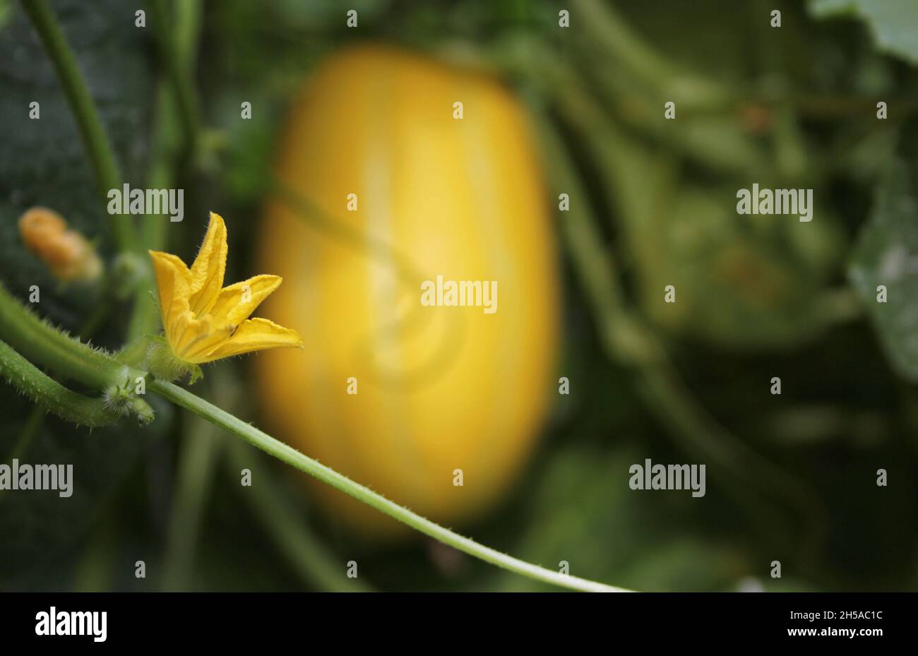 Korean Melon Bloom on Vine With Ripe Melon in Background. Organic Farm
