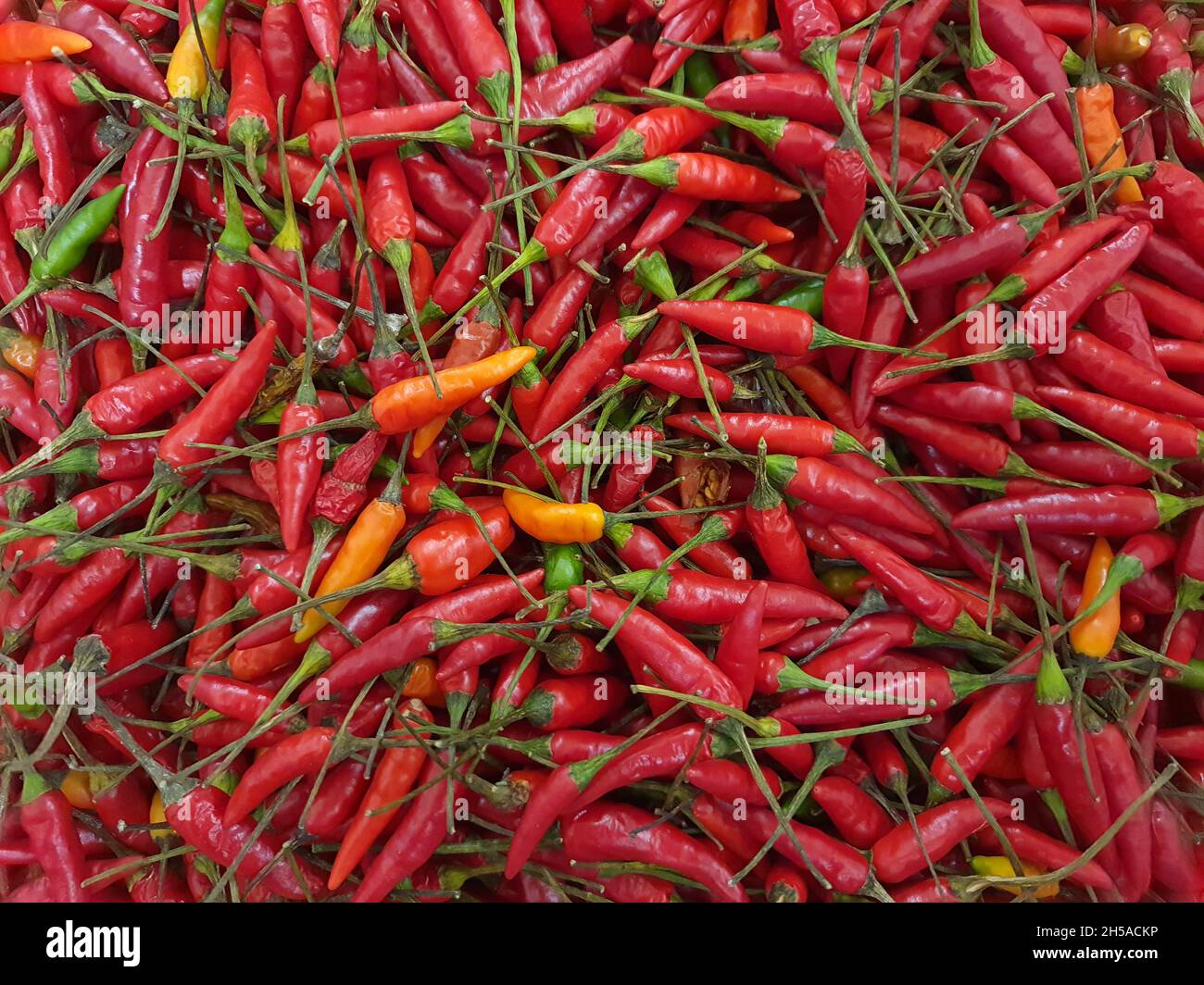 Chili pepper is a variety of Capsicum frutescens. It is also known by the names of piripiri, jindungo, maguita-tuá-tuá, cumarim, ndongo, nedungo. Stock Photo